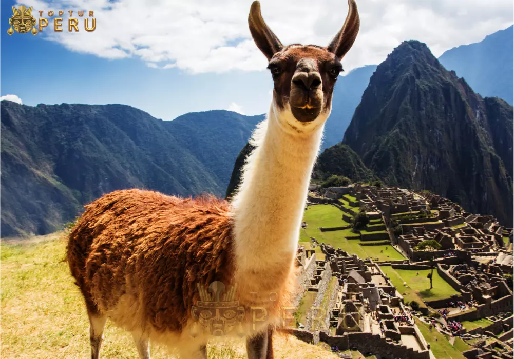 Tour MAPI4-Machupicchu-Sagrado-4d 1